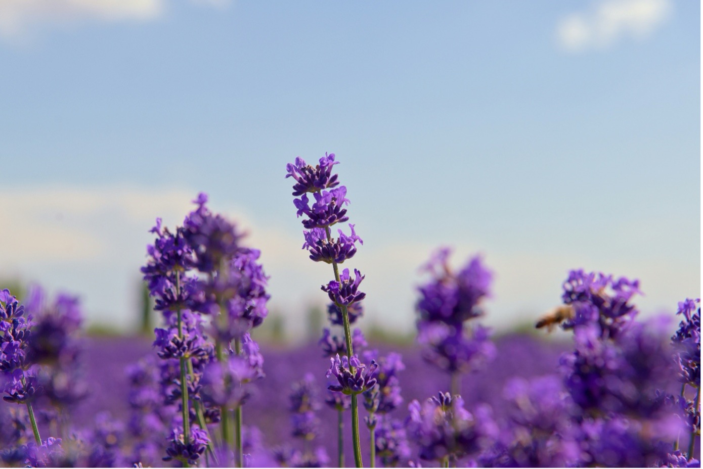 Lavendel mit blauem Himmel